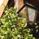 Picture of Star Jasmine