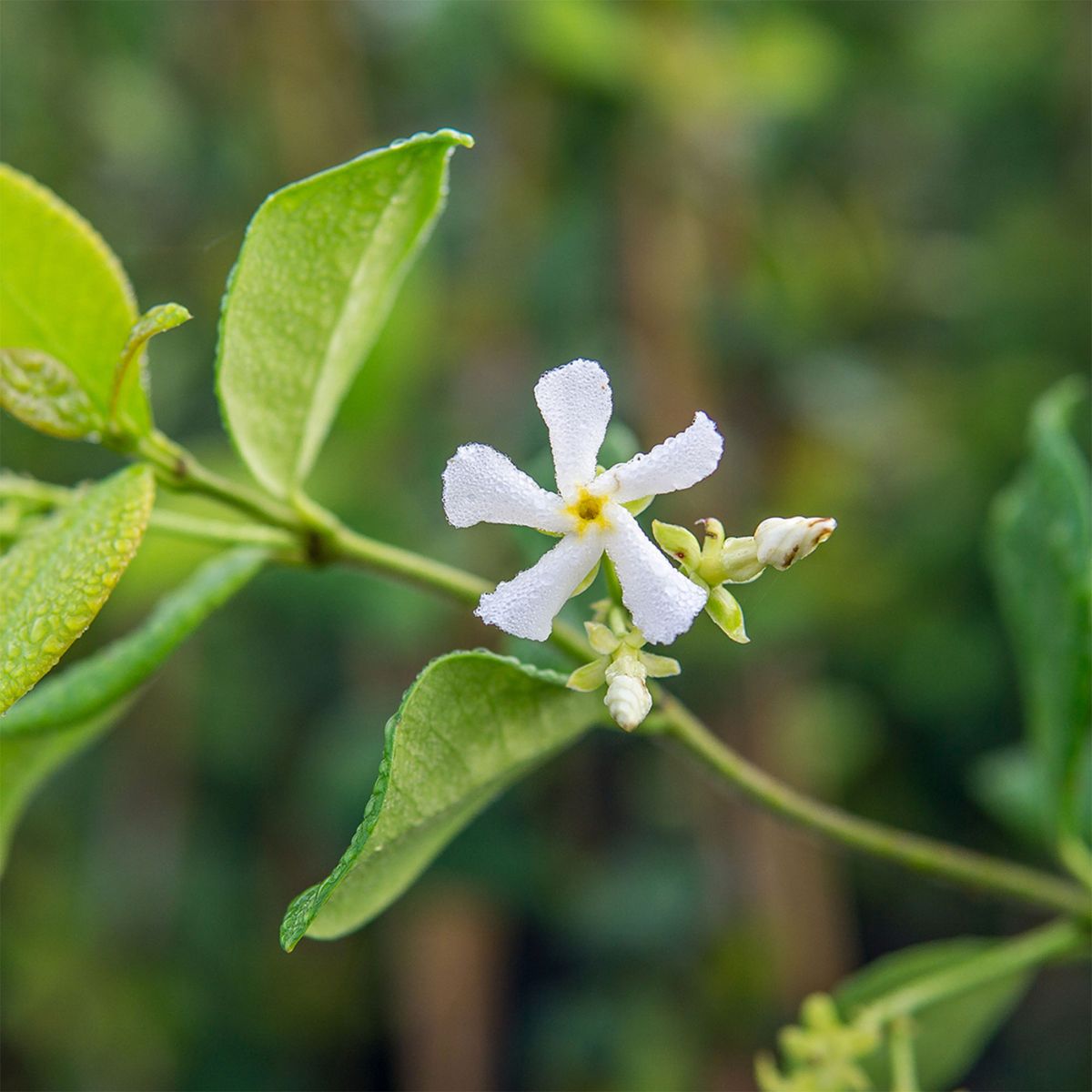 Star Jasmine Shrubs for Sale at Arbor Day's Online Tree Nursery - Arbor ...