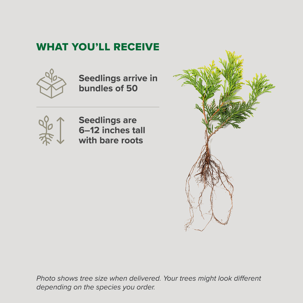 Buy affordable Green Giant Arborvitae seedlings at our online nursery ...