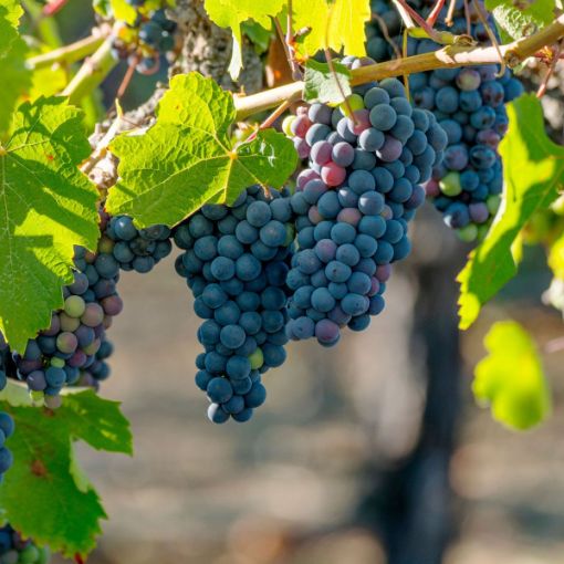 Picture of Concord Grape Vine