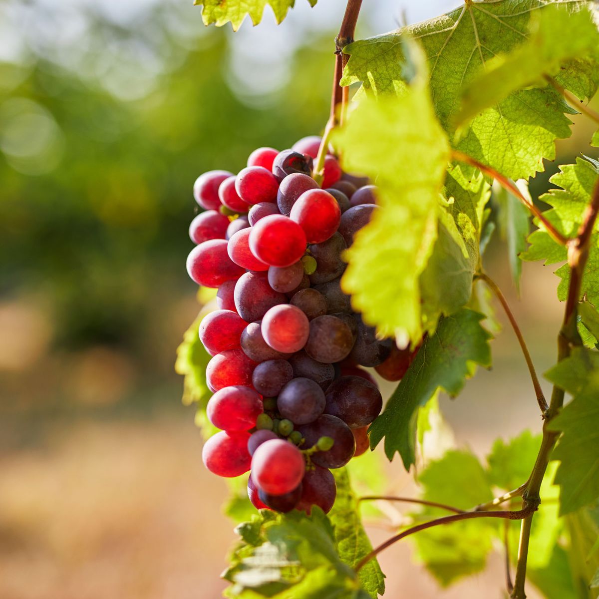 Catawba Grape Vines for Sale at Arbor Day's Online Tree Nursery - Arbor ...