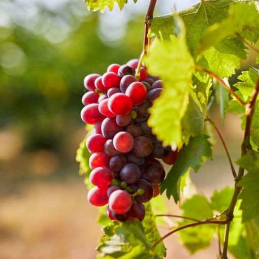 Picture of Catawba Grape Vine