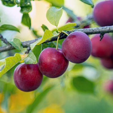 Buy Fruit and Nut Trees Online - Arbor Day Foundation