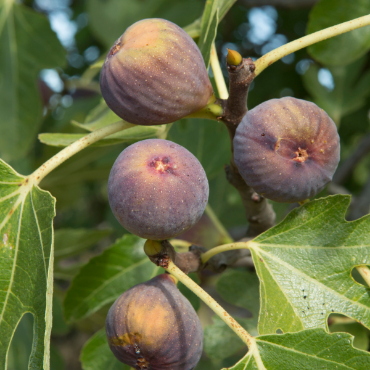 Buy Fruit And Nut Trees Online - Arbor Day Foundation