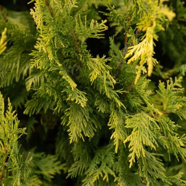 Buy Evergreen Trees Online - Shop the Arbor Day Tree Nursery - Arbor ...