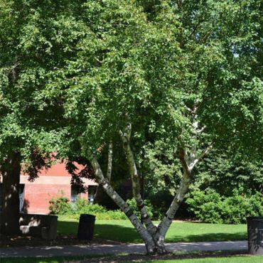 Buy Shade Trees Online - Shop the Arbor Day Tree Nursery - Arbor Day ...