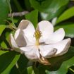 Picture of Sweetbay Magnolia
