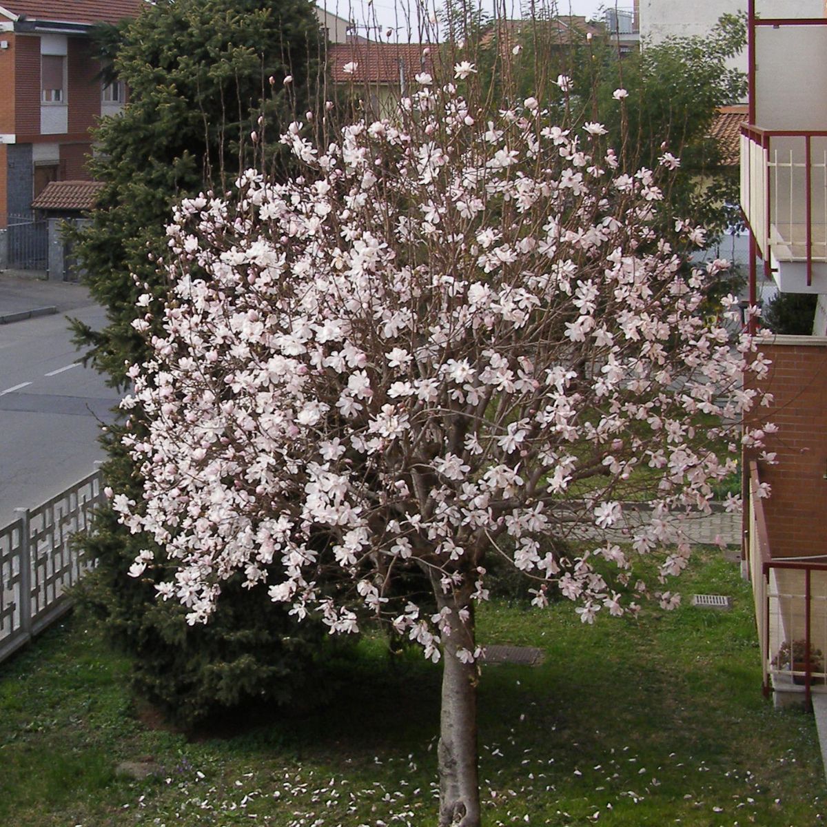 Sweetbay Magnolia Trees for Sale at Arbor Day's Online Tree Nursery ...