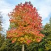 Picture of American Sweetgum