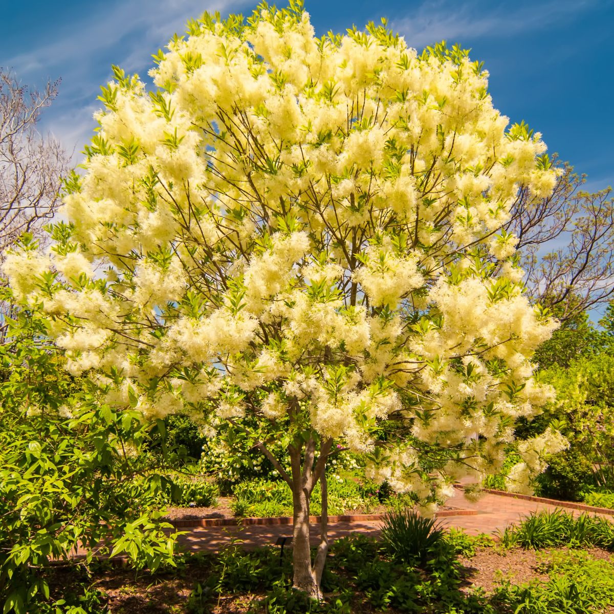 Fringe Trees for Sale at Arbor Day's Online Tree Nursery - Arbor Day ...