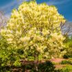 Picture of Fringe Tree