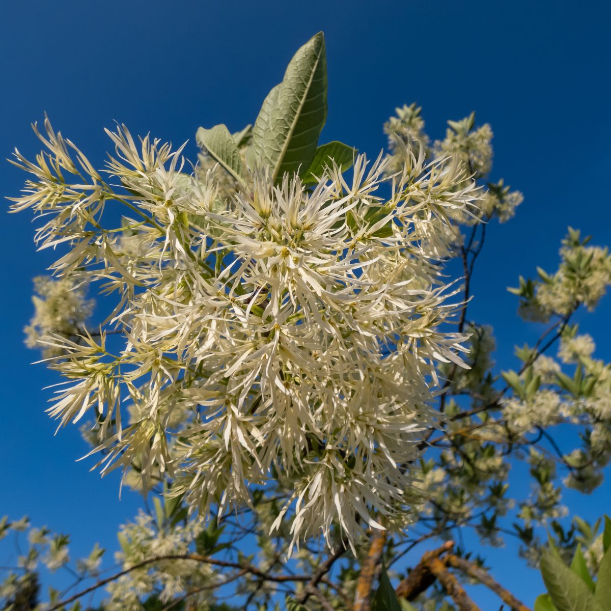 Fringe Trees for Sale at Arbor Day's Online Tree Nursery - Arbor Day ...