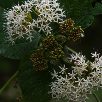 Dogwood Trees - Arbor Day Foundation