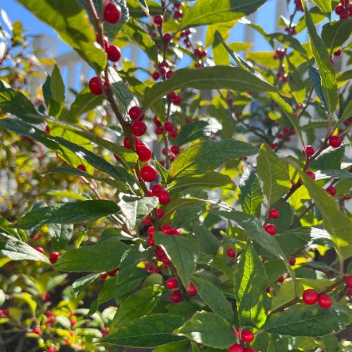 Picture of Common Winterberry