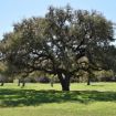 Picture of Live Oak