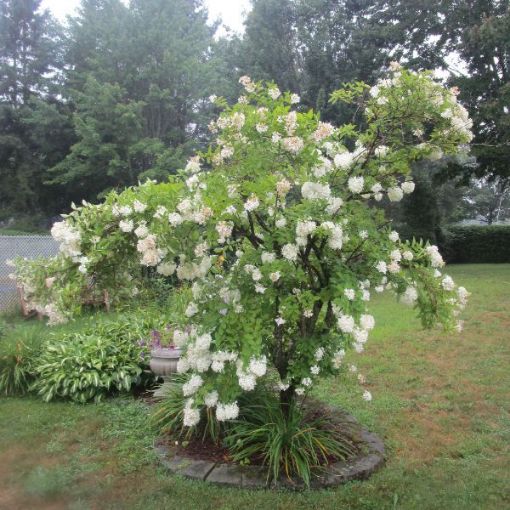 Picture of Pee Gee Hydrangea Seedlings