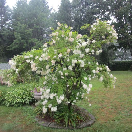 Cherry-Go-Round™ Hydrangea