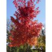 Picture of Autumn Blaze Maple