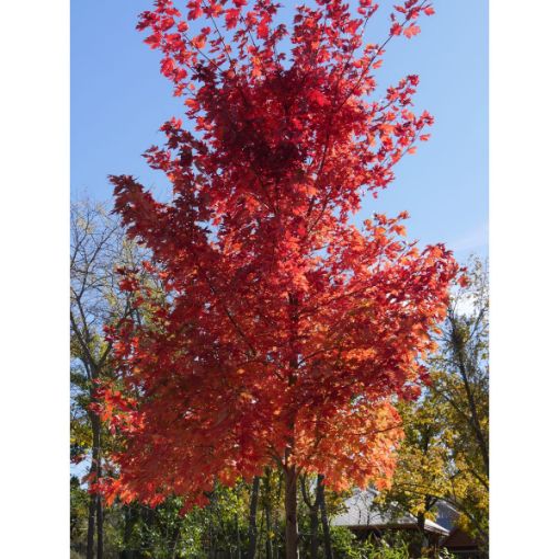 Picture of Autumn Blaze Maple