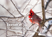 Picture of Season's Greeting - Cardinal