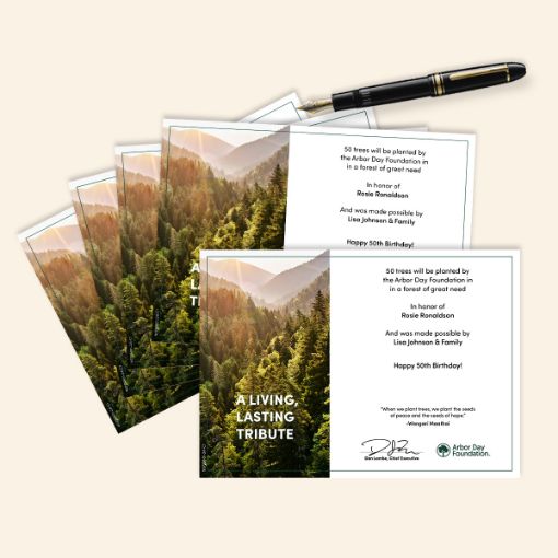 Picture of Trees in Celebration Blank Honoree Certificates-5 Pack