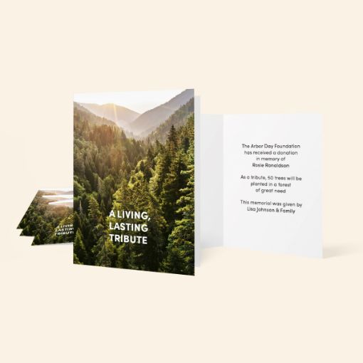 Picture of Trees in Memory Blank Honoree Cards-5 Pack