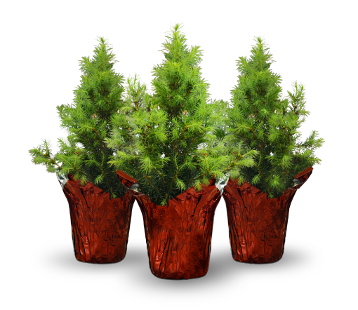 Picture of Holiday Spruce Centerpiece 3-Pack