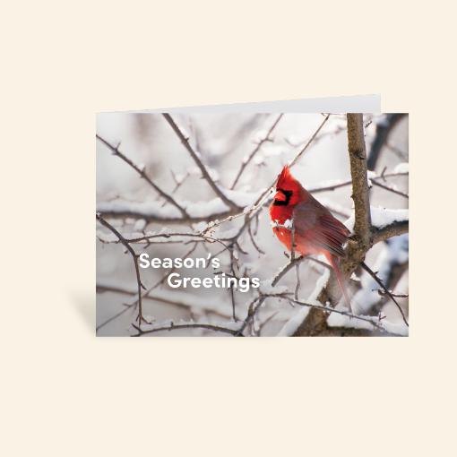 Picture of Season's Greeting - Cardinal