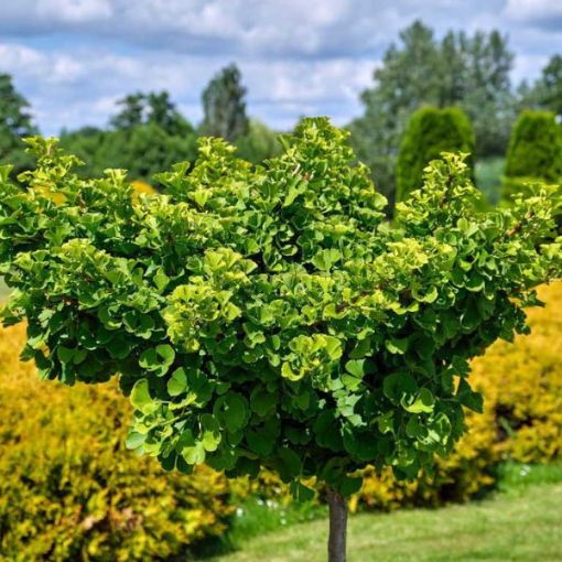 Picture of Ginkgo Biloba Seedlings