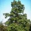 Picture of Persimmon Seedlings