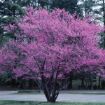 Picture of Eastern Redbud