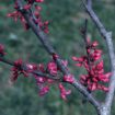 Picture of Eastern Redbud