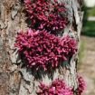 Picture of Eastern Redbud