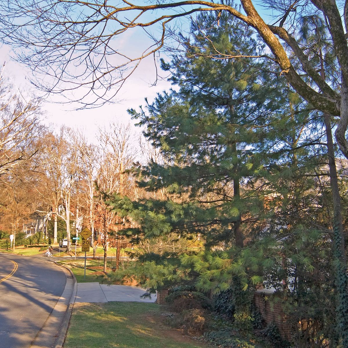 Eastern White Pine Trees for Sale at Arbor Day's Online Tree Nursery ...