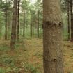 Picture of Eastern White Pine