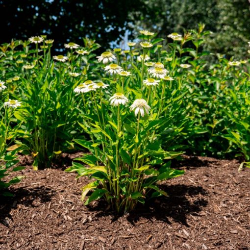 Picture of Vanilla Drip™ Coneflower