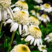 Picture of Vanilla Drip™ Coneflower