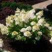 Picture of Bouncy™ Hardy Hydrangea