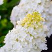 Picture of Bouncy™ Hardy Hydrangea