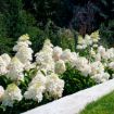 Picture of Bouncy™ Hardy Hydrangea