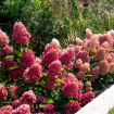 Picture of Bouncy™ Hardy Hydrangea