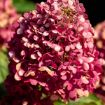 Picture of Bouncy™ Hardy Hydrangea