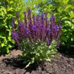 Picture of Perpetual Purple™ Meadow Sage 