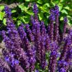 Picture of Perpetual Purple™ Meadow Sage 