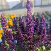 Picture of Perpetual Purple™ Meadow Sage 