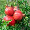 Picture of Parfianka Pomegranate