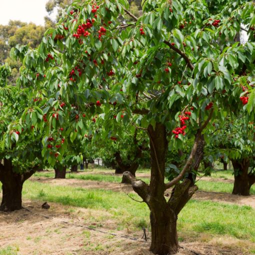 Sweet Cherry Pollinator Pack (5 Trees)