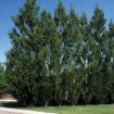 Picture of Hybrid Poplar