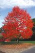 Picture of Red Maple