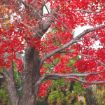 Picture of Red Maple